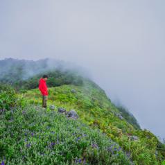 standing in a field of flowers with mist