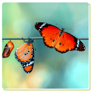 Member submitted article about therapy.